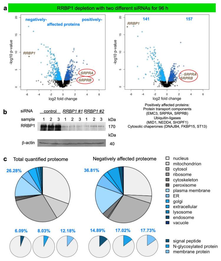 https://cdn.ncbi.nlm.nih.gov/pmc/blobs/2932/8230838/ffb4359adde7/molecules-26-03591-g005.jpg