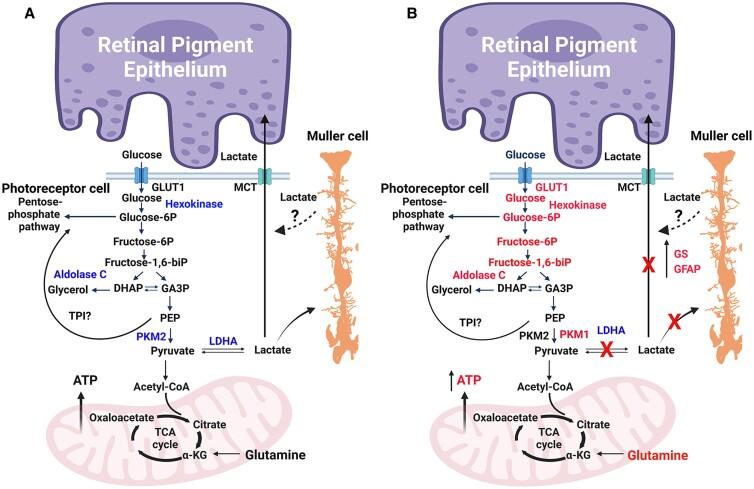 https://cdn.ncbi.nlm.nih.gov/pmc/blobs/2951/9991461/4f1b3a881e2d/pgad038f8.jpg