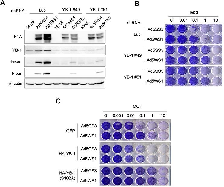 https://cdn.ncbi.nlm.nih.gov/pmc/blobs/2989/4742001/26f46b9016e3/oncotarget-06-38308-g007.jpg