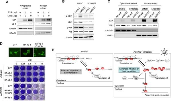 https://cdn.ncbi.nlm.nih.gov/pmc/blobs/2989/4742001/d8d24e7d5cf3/oncotarget-06-38308-g004.jpg