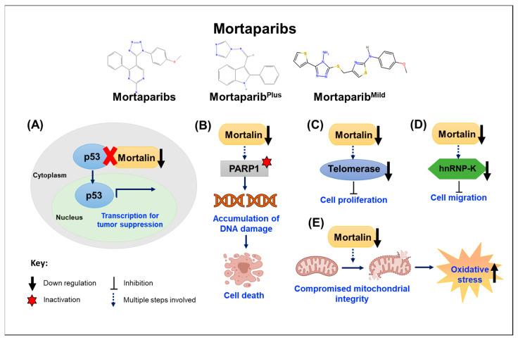 https://cdn.ncbi.nlm.nih.gov/pmc/blobs/299d/11506508/015c0a4936bf/cancers-16-03470-g004.jpg