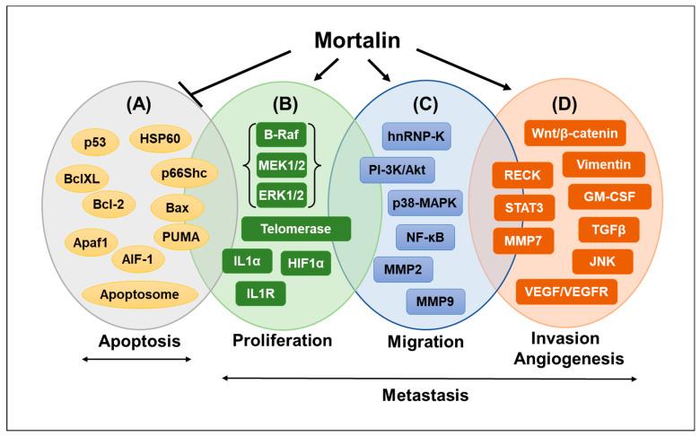 https://cdn.ncbi.nlm.nih.gov/pmc/blobs/299d/11506508/5d62e1a80785/cancers-16-03470-g002.jpg