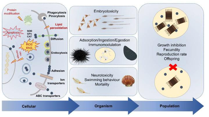 https://cdn.ncbi.nlm.nih.gov/pmc/blobs/29b8/8398366/298404af4cf5/nanomaterials-11-01903-g006.jpg
