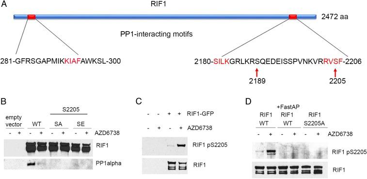 https://cdn.ncbi.nlm.nih.gov/pmc/blobs/29e3/6613105/4f765e6ac171/pnas.1903418116fig05.jpg