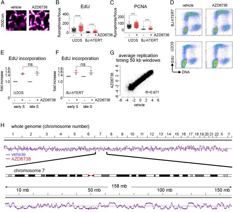 https://cdn.ncbi.nlm.nih.gov/pmc/blobs/29e3/6613105/89436ae8c788/pnas.1903418116fig01.jpg