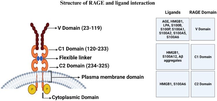 https://cdn.ncbi.nlm.nih.gov/pmc/blobs/29f3/11961478/733b719a506a/11010_2024_5132_Fig2_HTML.jpg