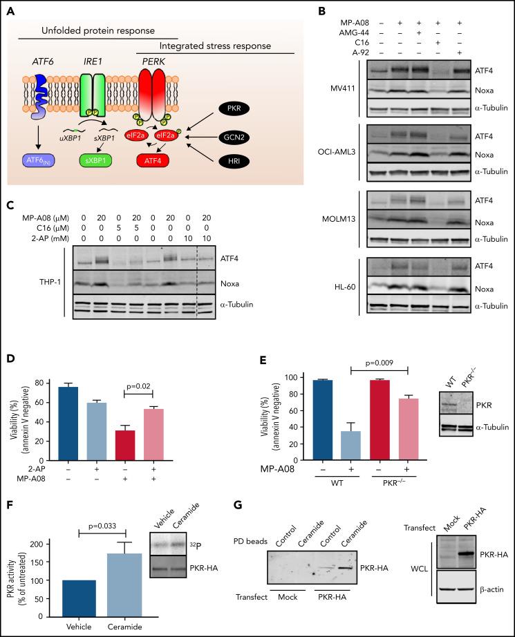 https://cdn.ncbi.nlm.nih.gov/pmc/blobs/2a1e/9642852/9272e1270426/bloodBLD2021013277f4.jpg