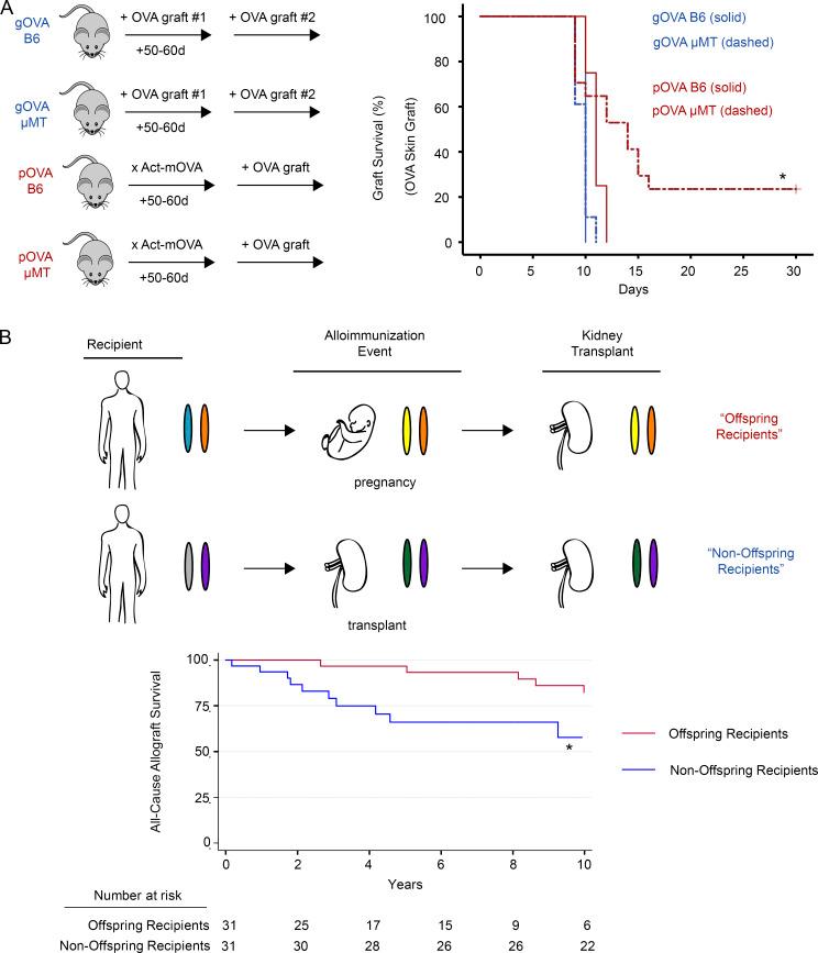 https://cdn.ncbi.nlm.nih.gov/pmc/blobs/2a43/8666877/13e759549df0/JEM_20201599_Fig2.jpg