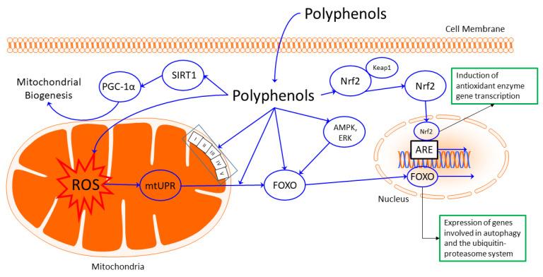 https://cdn.ncbi.nlm.nih.gov/pmc/blobs/2a56/9687847/2ae8eaa2297c/biomolecules-12-01550-g001.jpg