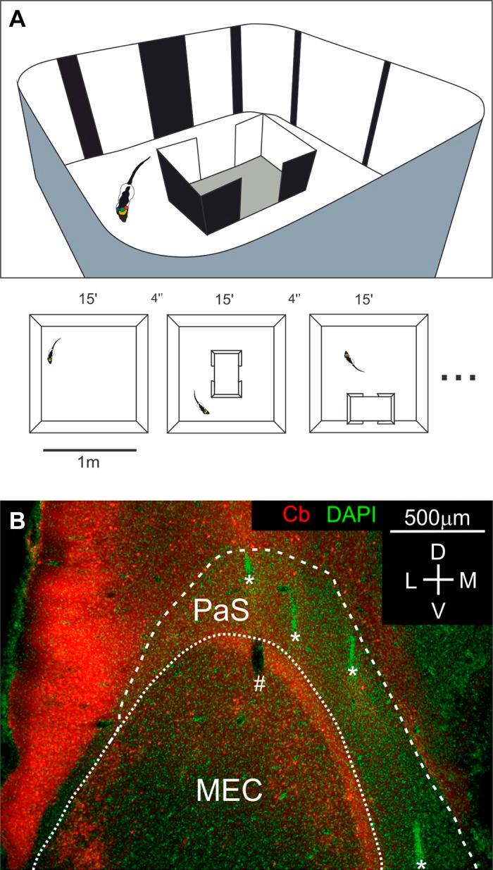 https://cdn.ncbi.nlm.nih.gov/pmc/blobs/2a6b/7191526/2315eaa09261/z9k0042054130001.jpg