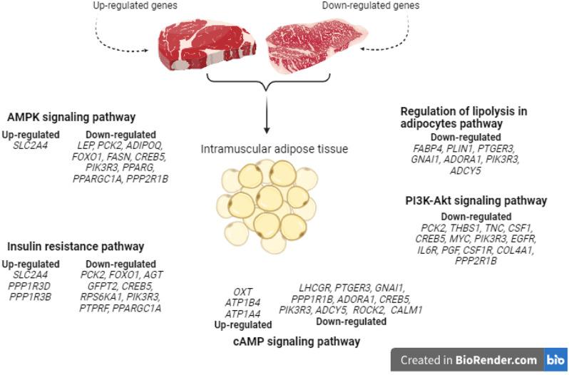 https://cdn.ncbi.nlm.nih.gov/pmc/blobs/2a79/11616301/213ddf7161c3/12864_2024_11066_Fig7_HTML.jpg