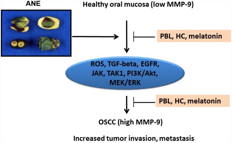 https://cdn.ncbi.nlm.nih.gov/pmc/blobs/2ab7/6932916/27951e1be0c4/aging-11-102565-g008.jpg