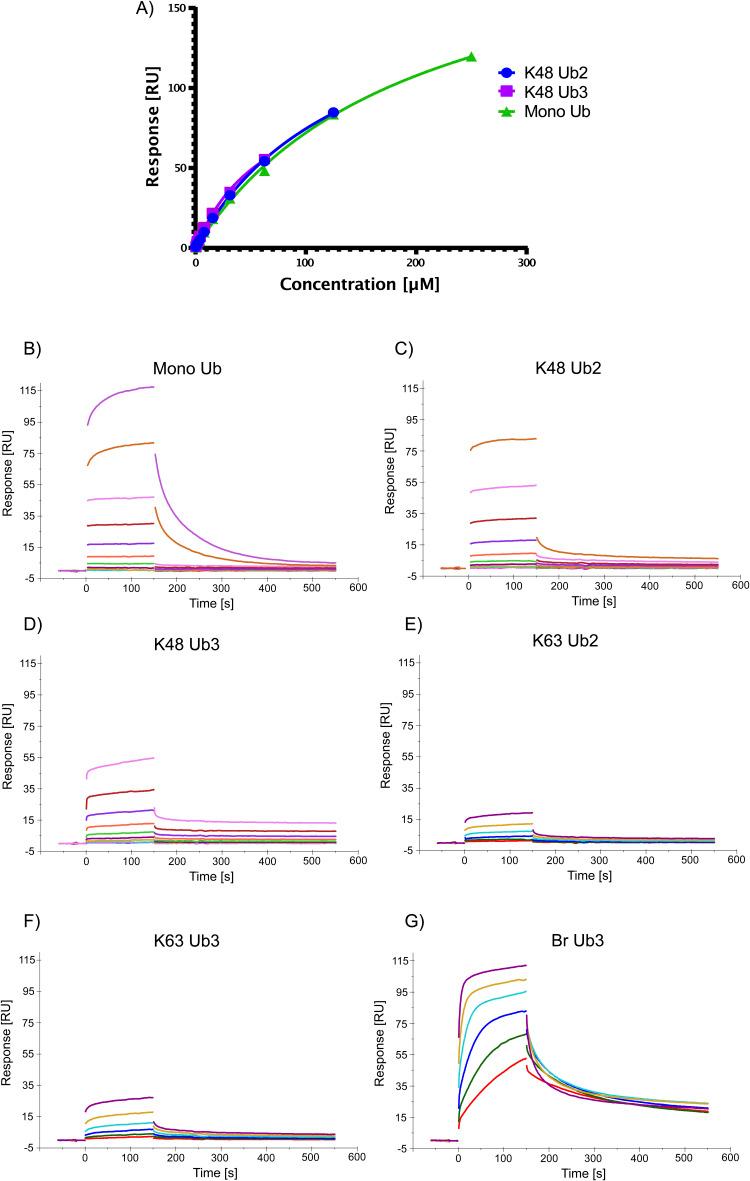 https://cdn.ncbi.nlm.nih.gov/pmc/blobs/2b16/11109483/5f7475908619/LSA-2024-02740_FigS12.jpg