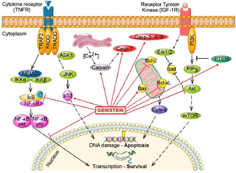 https://cdn.ncbi.nlm.nih.gov/pmc/blobs/2b33/6273223/ca2e53a218e5/molecules-21-00013-g003.jpg