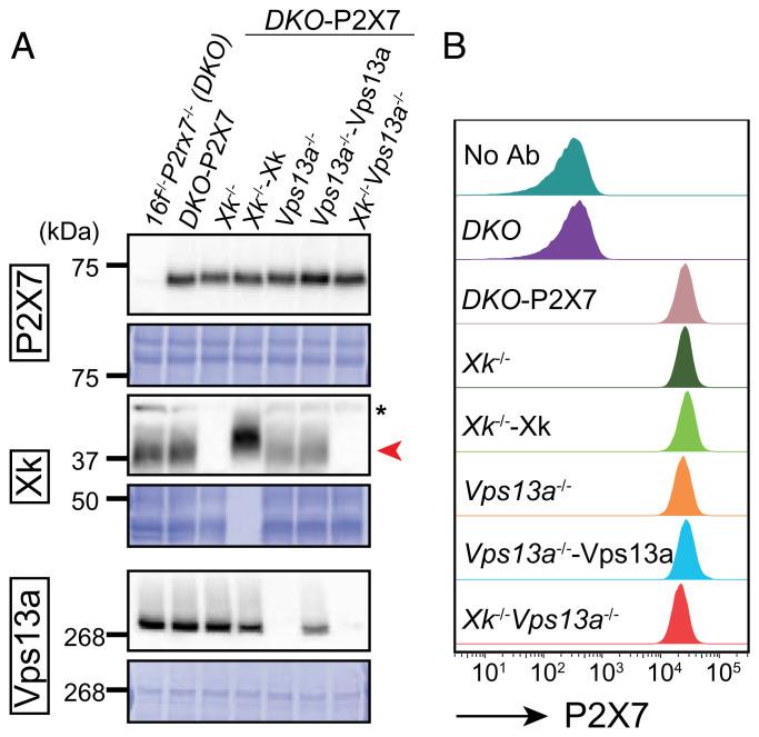 https://cdn.ncbi.nlm.nih.gov/pmc/blobs/2b35/8851519/0c3786ec7060/pnas.2119286119fig02.jpg