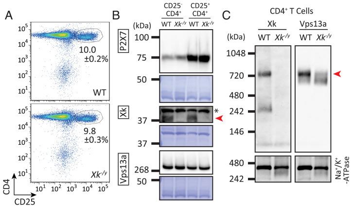 https://cdn.ncbi.nlm.nih.gov/pmc/blobs/2b35/8851519/69c720cd2671/pnas.2119286119fig05.jpg