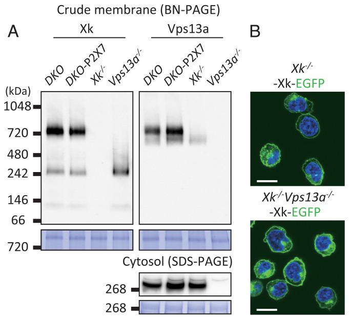 https://cdn.ncbi.nlm.nih.gov/pmc/blobs/2b35/8851519/b006bc6a5d28/pnas.2119286119fig04.jpg