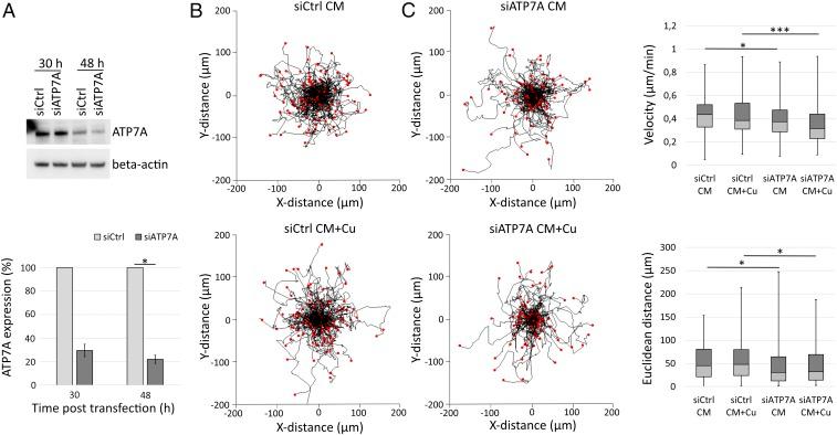 https://cdn.ncbi.nlm.nih.gov/pmc/blobs/2b6a/6995000/5d16959b3a8c/pnas.1910722117fig02.jpg