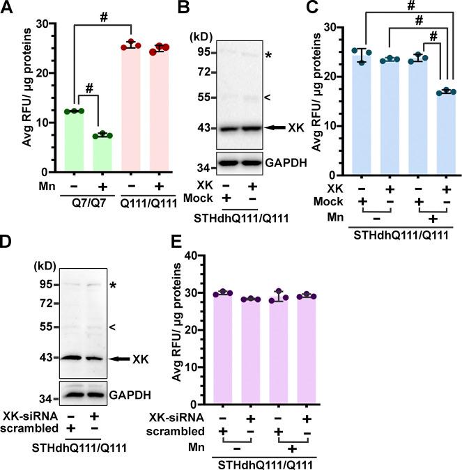https://cdn.ncbi.nlm.nih.gov/pmc/blobs/2b79/9475296/645c02743138/JCB_202112073_FigS5.jpg