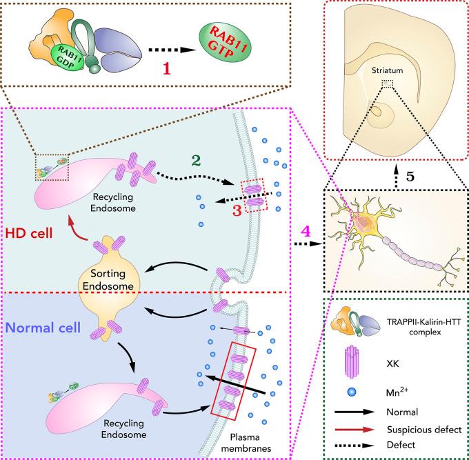 https://cdn.ncbi.nlm.nih.gov/pmc/blobs/2b79/9475296/7772d1c51433/JCB_202112073_Fig6.jpg