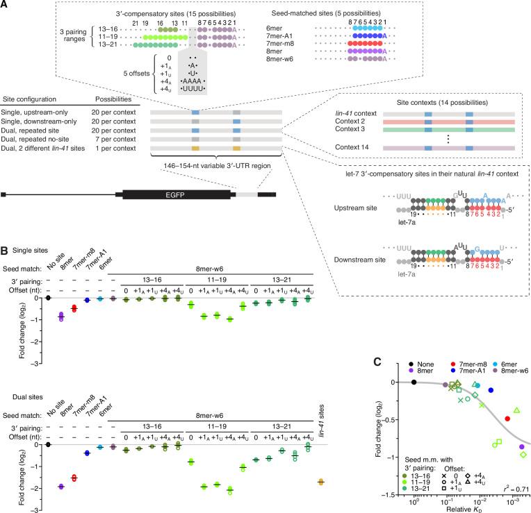 https://cdn.ncbi.nlm.nih.gov/pmc/blobs/2b7c/8940178/0574809592f6/elife-69803-fig3.jpg