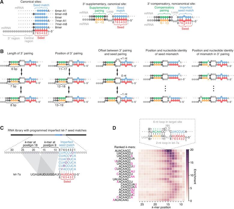 https://cdn.ncbi.nlm.nih.gov/pmc/blobs/2b7c/8940178/e2ad834b859a/elife-69803-fig1.jpg