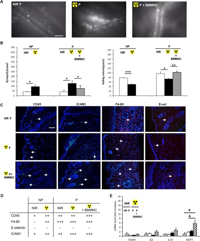 https://cdn.ncbi.nlm.nih.gov/pmc/blobs/2b8d/6322140/6f3d6d6445d0/10.1177_0963689718810327-fig4.jpg