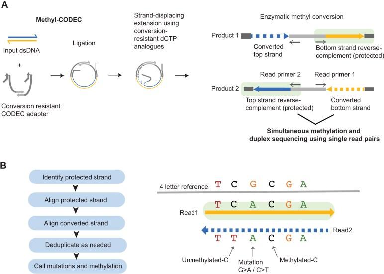 https://cdn.ncbi.nlm.nih.gov/pmc/blobs/2b97/12135180/70d5b9b4caa7/gkaf482fig1.jpg