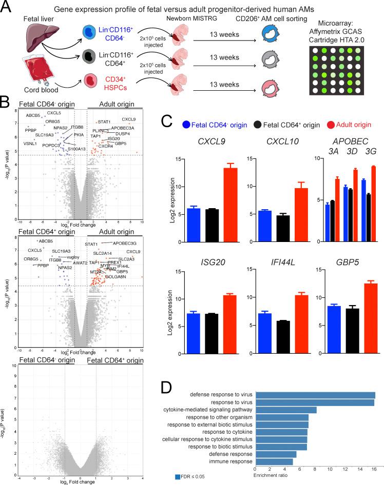 https://cdn.ncbi.nlm.nih.gov/pmc/blobs/2b9f/8759608/7ff16710f0e0/JEM_20210987_Fig10.jpg