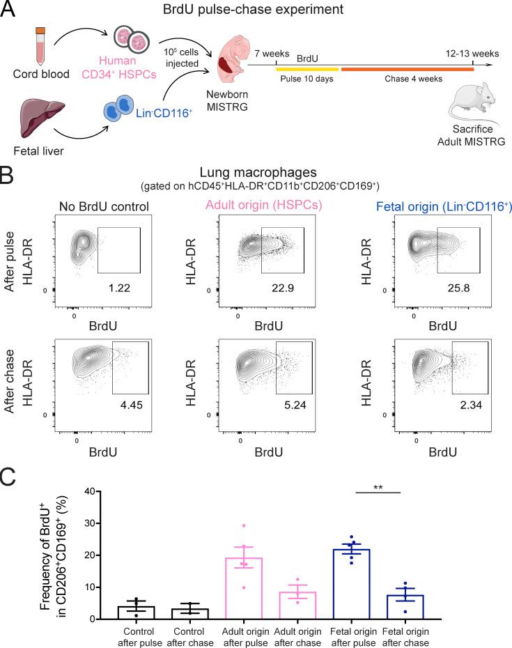 https://cdn.ncbi.nlm.nih.gov/pmc/blobs/2b9f/8759608/9a57feb2620b/JEM_20210987_Fig8.jpg