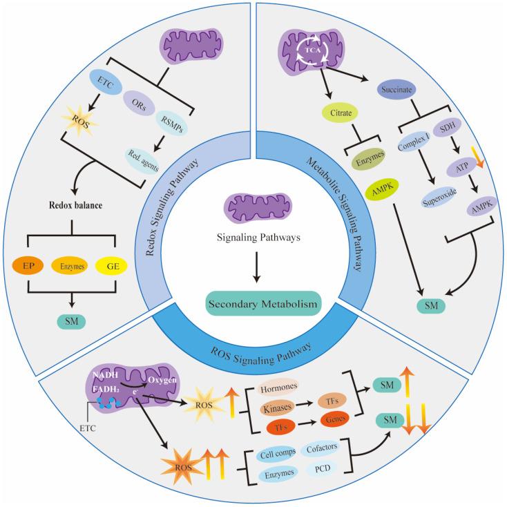 https://cdn.ncbi.nlm.nih.gov/pmc/blobs/2ba8/11677534/0168c19c1c4a/metabolites-14-00711-g002.jpg