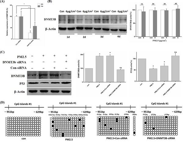 https://cdn.ncbi.nlm.nih.gov/pmc/blobs/2bcb/4991485/d90cd24d1789/oncotarget-07-20691-g005.jpg