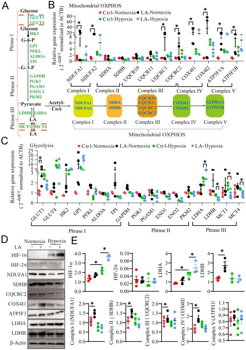 https://cdn.ncbi.nlm.nih.gov/pmc/blobs/2bf8/8741856/226a55ea33ba/ijbsv18p0599g007.jpg