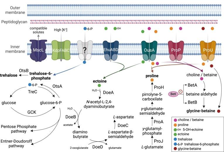 https://cdn.ncbi.nlm.nih.gov/pmc/blobs/2c0b/12117332/8bc93c030dc4/fuaf021fig4.jpg