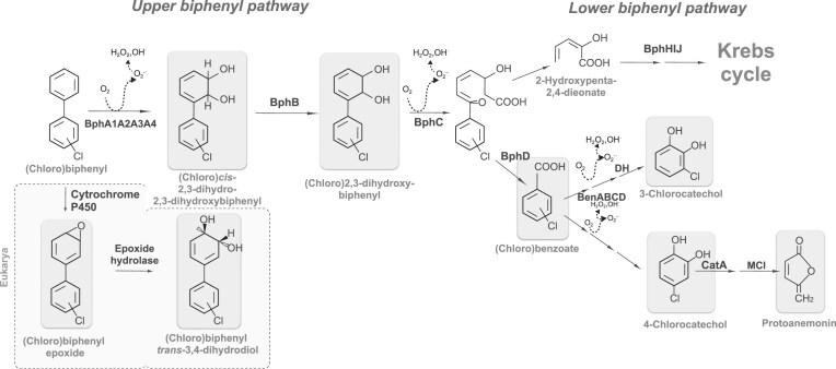 https://cdn.ncbi.nlm.nih.gov/pmc/blobs/2c0b/12117332/c4663a5952da/fuaf021fig2.jpg