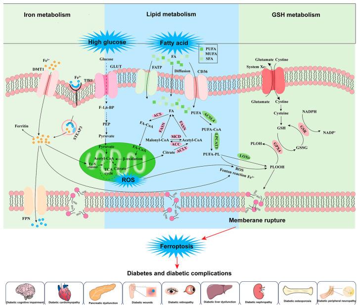 https://cdn.ncbi.nlm.nih.gov/pmc/blobs/2c11/12389314/0be82176b112/nutrients-17-02714-g002.jpg