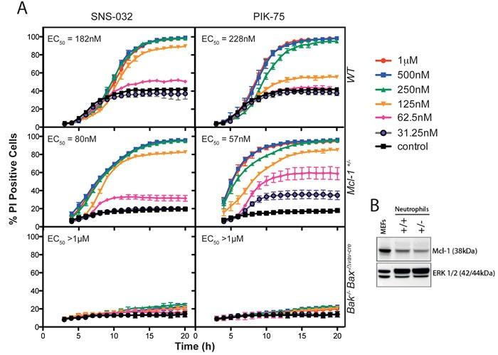 https://cdn.ncbi.nlm.nih.gov/pmc/blobs/2c85/5601625/b46f6ccae413/oncotarget-08-57948-g004.jpg