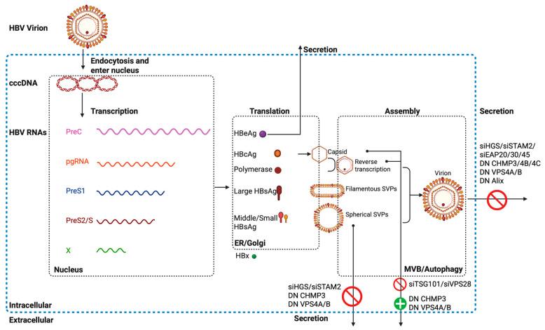 https://cdn.ncbi.nlm.nih.gov/pmc/blobs/2cc6/12025488/d4de17a53d01/cells-14-00603-g002.jpg