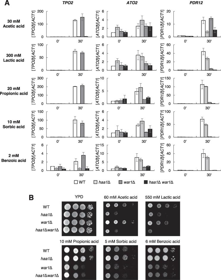 https://cdn.ncbi.nlm.nih.gov/pmc/blobs/2cd3/6379682/58d3e82cc3f1/gky1188fig3.jpg