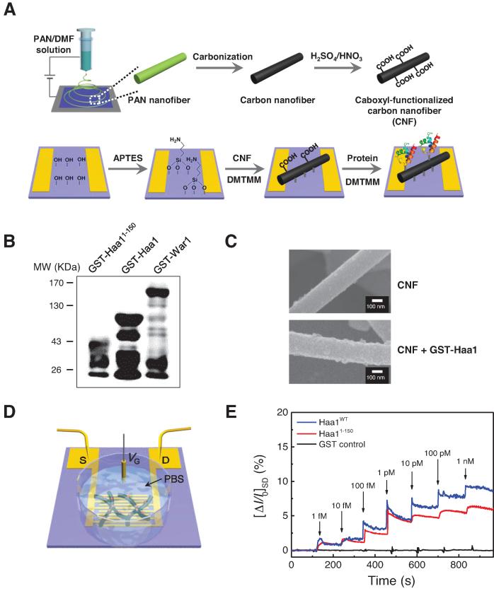 https://cdn.ncbi.nlm.nih.gov/pmc/blobs/2cd3/6379682/aadec35aa85a/gky1188fig4.jpg