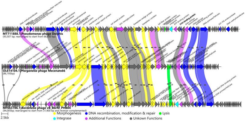 https://cdn.ncbi.nlm.nih.gov/pmc/blobs/2cec/9503643/14b4ddfa3586/microorganisms-10-01799-g003.jpg