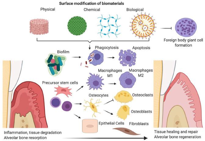 https://cdn.ncbi.nlm.nih.gov/pmc/blobs/2d6e/8554547/0e000deaebb2/10.1177_20417314211041428-fig4.jpg