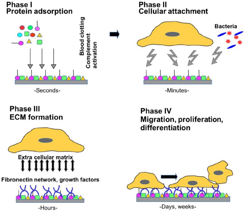https://cdn.ncbi.nlm.nih.gov/pmc/blobs/2d6e/8554547/f895ba1112be/10.1177_20417314211041428-fig1.jpg