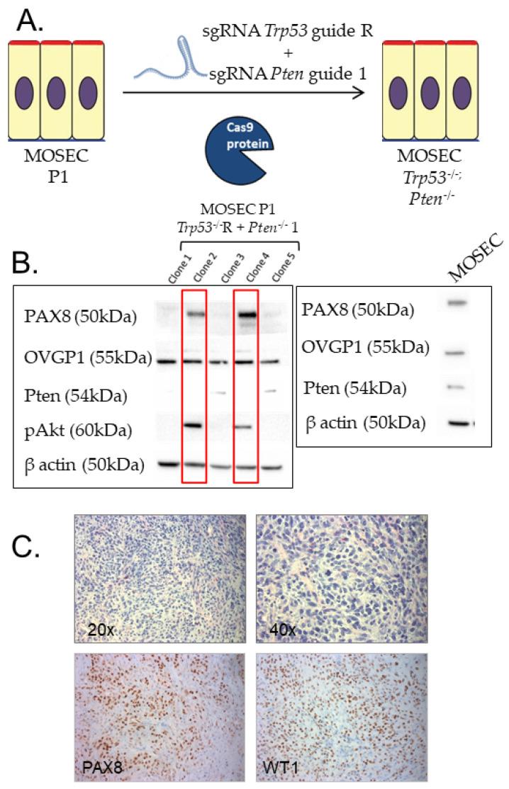 https://cdn.ncbi.nlm.nih.gov/pmc/blobs/2d6f/8699855/8f4b45209b2b/cells-10-03491-g002.jpg