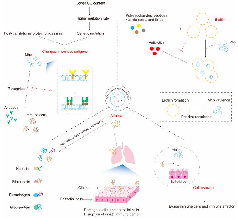https://cdn.ncbi.nlm.nih.gov/pmc/blobs/2d9a/11279058/8f96cb7c3368/microorganisms-12-01439-g001.jpg