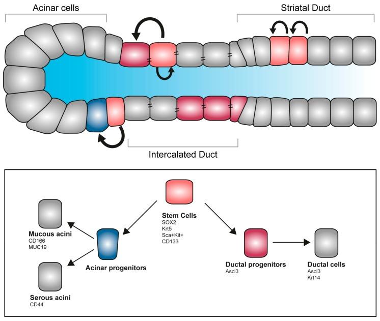 https://cdn.ncbi.nlm.nih.gov/pmc/blobs/2da0/6769486/2406beefb21f/cells-08-00976-g004.jpg
