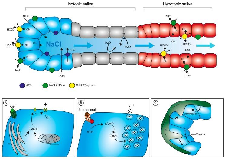 https://cdn.ncbi.nlm.nih.gov/pmc/blobs/2da0/6769486/76b21277e29c/cells-08-00976-g003.jpg