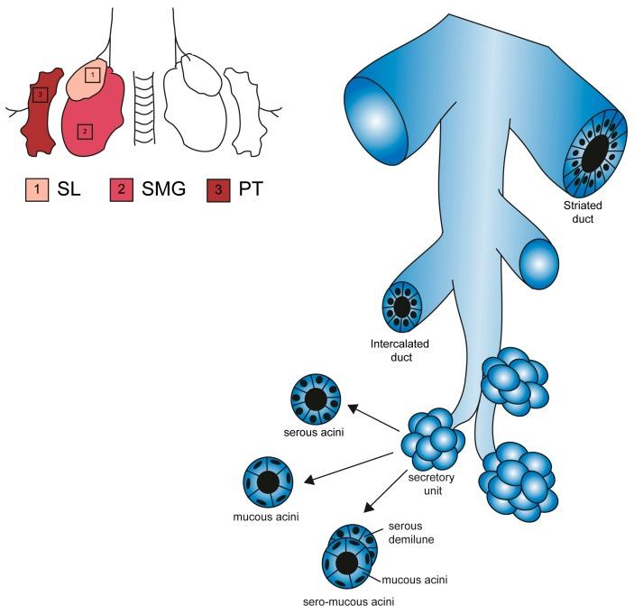 https://cdn.ncbi.nlm.nih.gov/pmc/blobs/2da0/6769486/e7efcd5f5759/cells-08-00976-g002.jpg