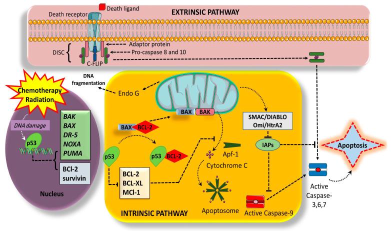 https://cdn.ncbi.nlm.nih.gov/pmc/blobs/2dbb/11592877/2b067cab889a/cells-13-01838-g002.jpg