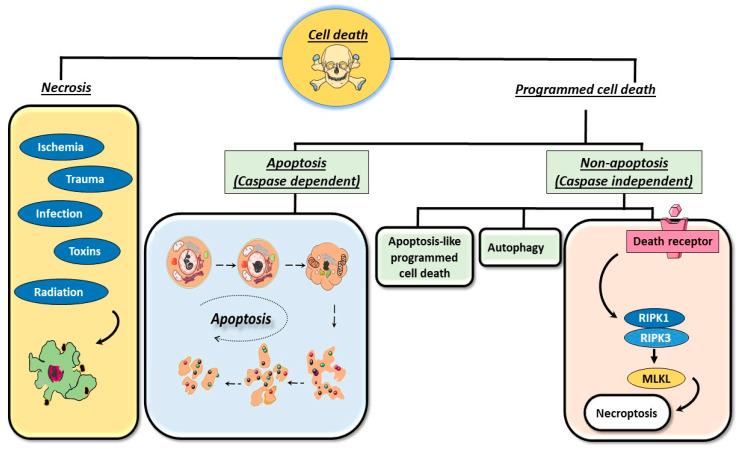 https://cdn.ncbi.nlm.nih.gov/pmc/blobs/2dbb/11592877/b3d1127fae82/cells-13-01838-g001.jpg